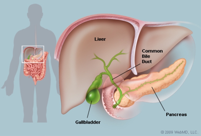Liver With Gallbladder